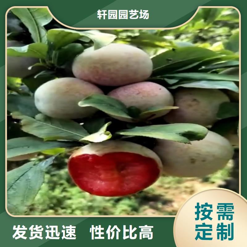 女神李子苗成活率高