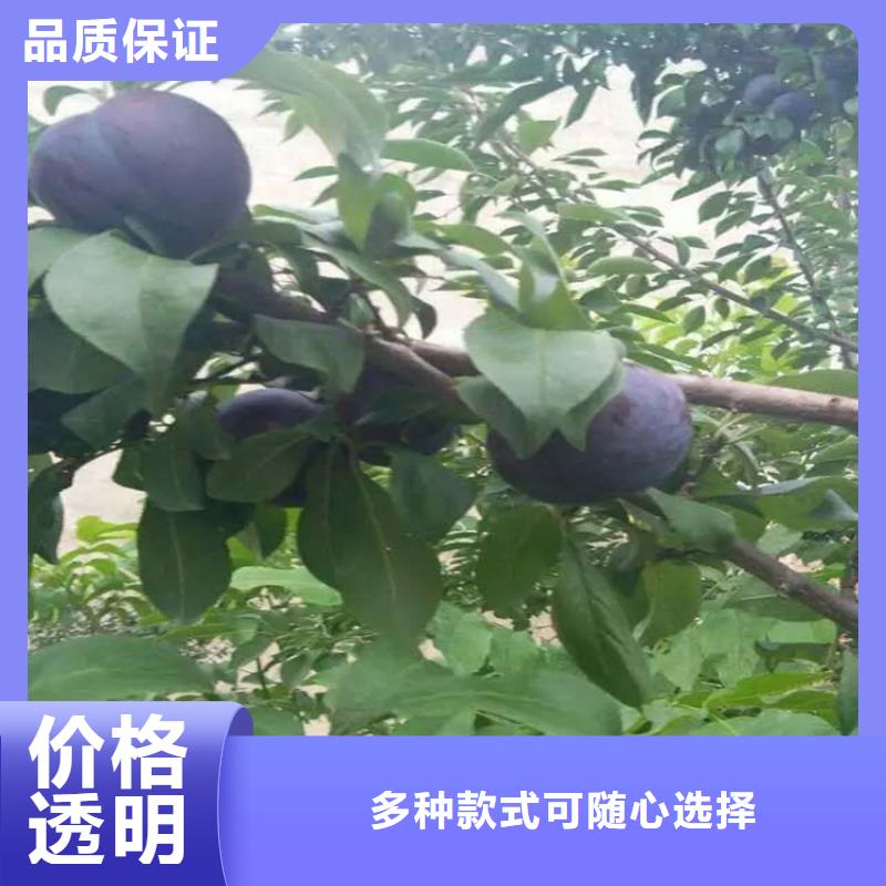 李子【樱桃苗】质量为本