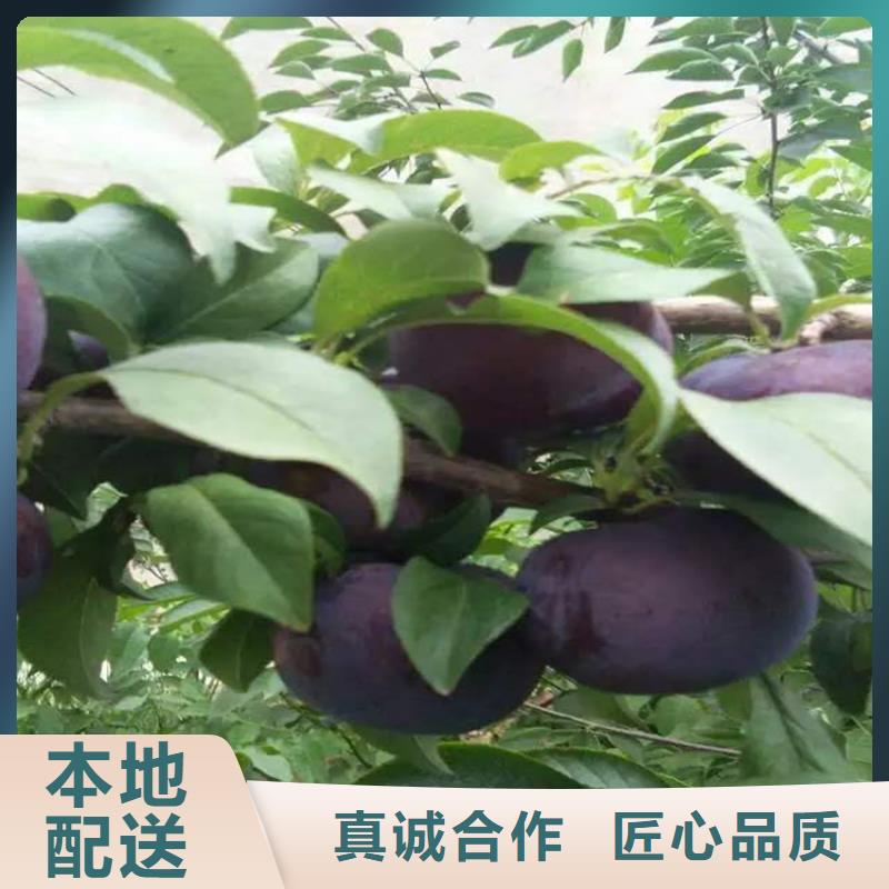 女神李子苗怎么卖批发零售