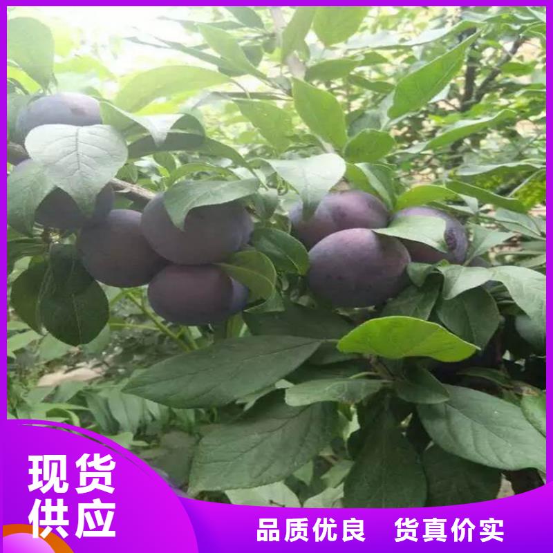 国丰李子苗规格