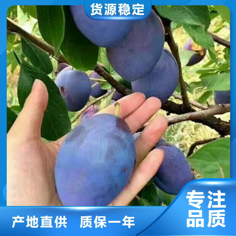 女神李子苗怎么卖批发零售
