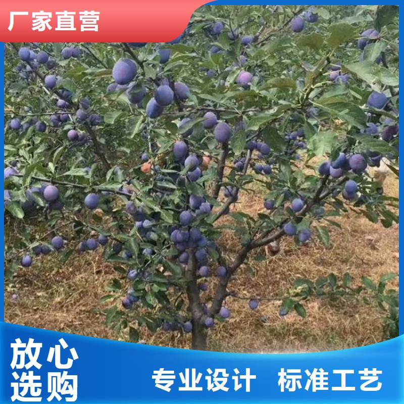 李子【樱桃苗】质量为本