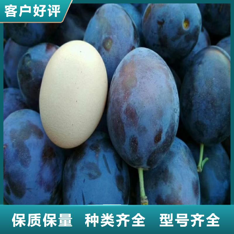 女神李子苗成活率高