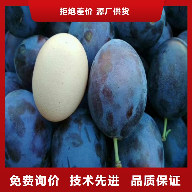 女神李子苗怎么卖批发零售