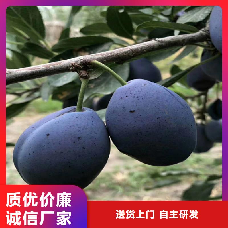 李子玛瑙红石榴苗免费获取报价