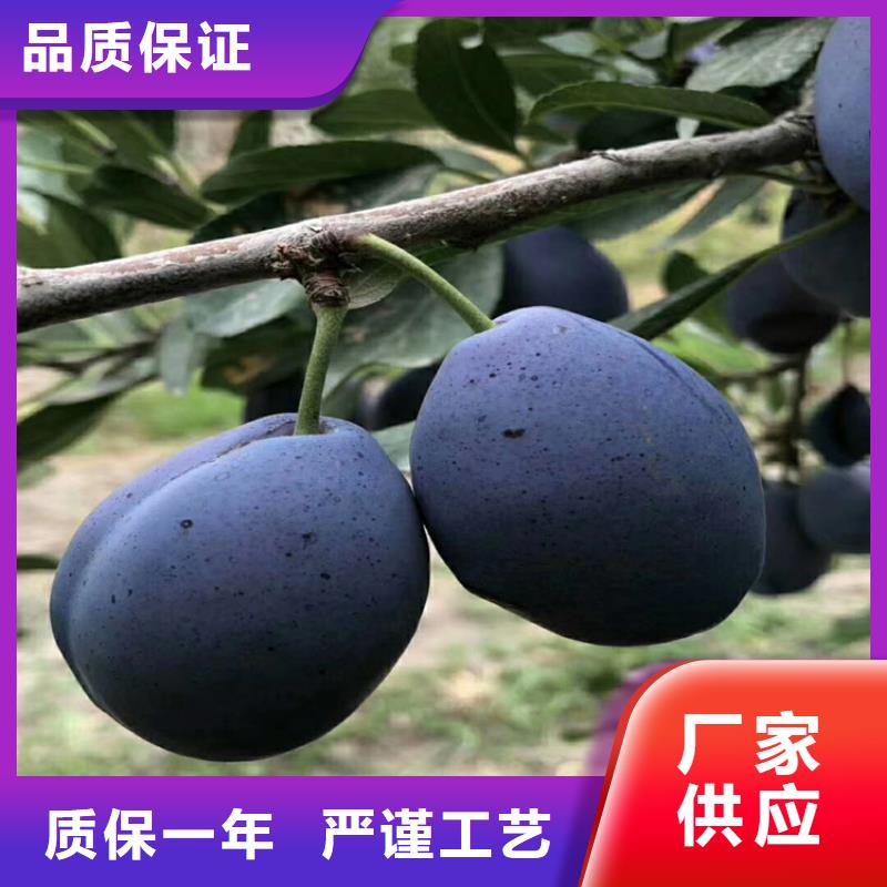 李子苹果苗库存量大