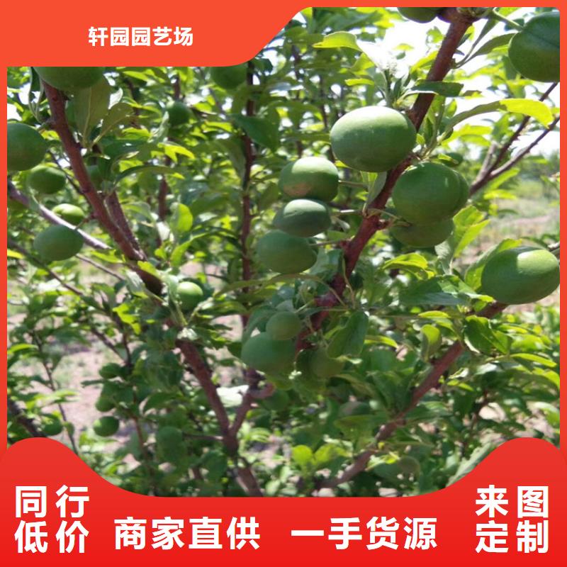 李子【樱桃苗】质量为本