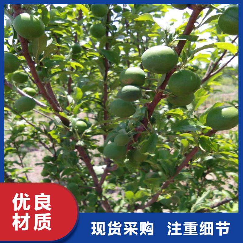 杏李李子苗批发价格
