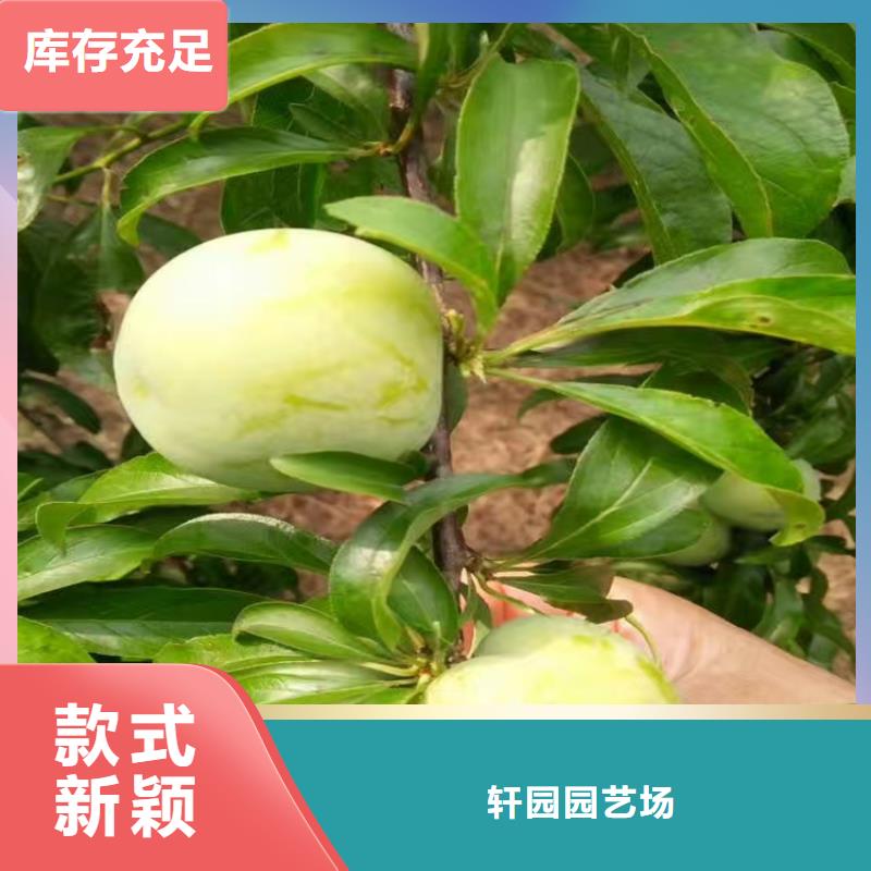 杏李李子苗基地