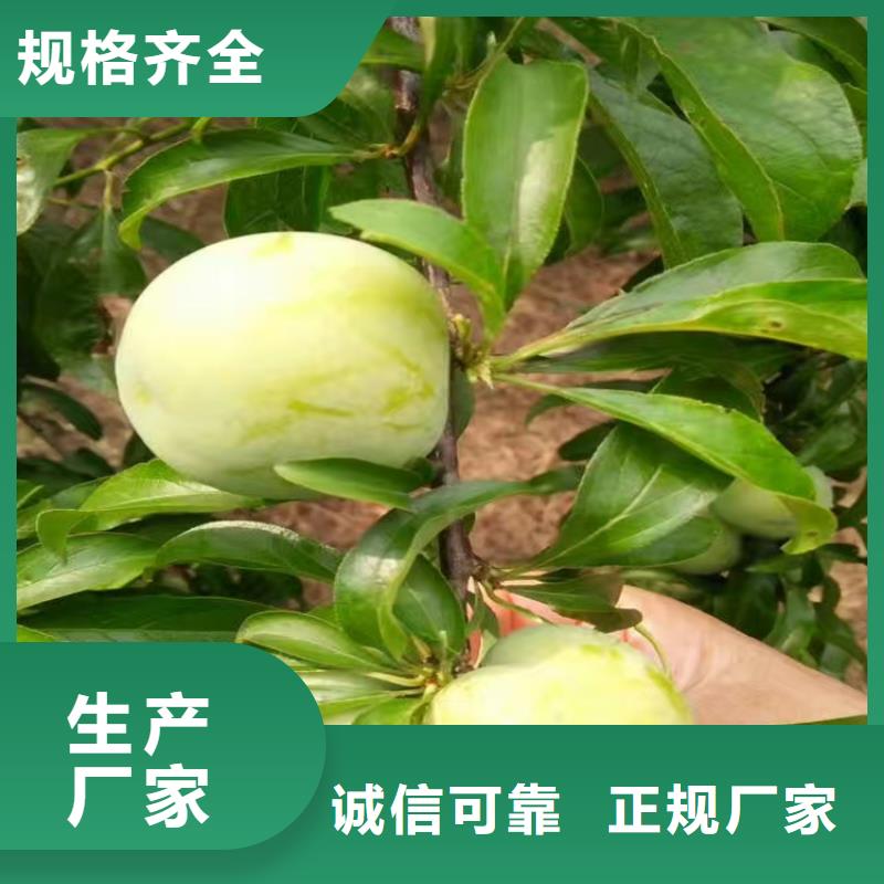 李子-樱桃苗放心购