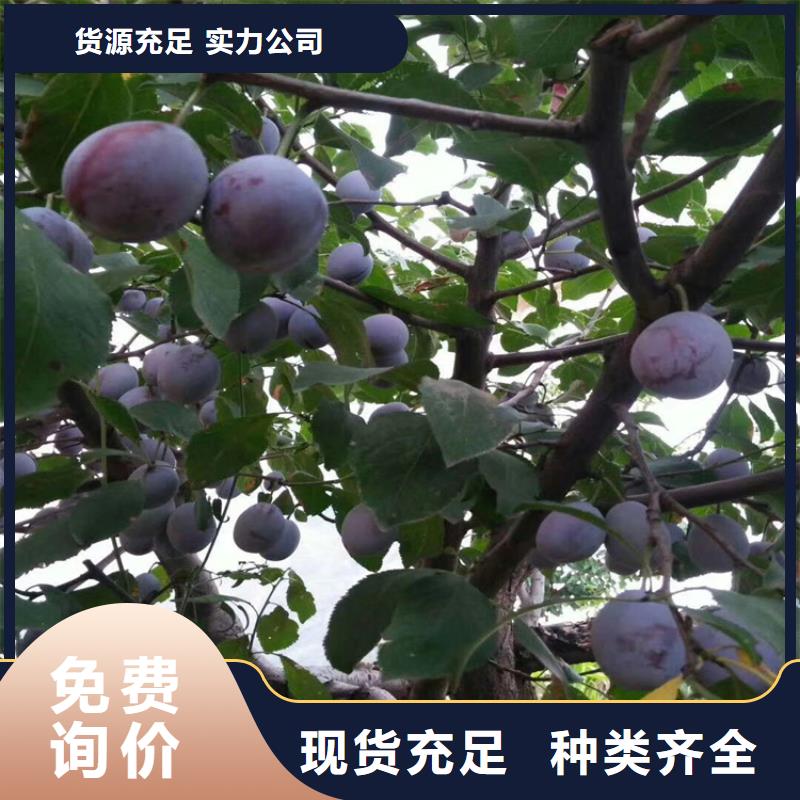 李子【樱桃苗】质量为本