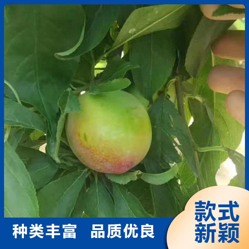 李子【樱桃苗】质量为本