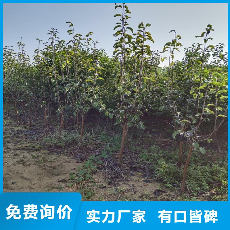 国丰李子苗根系发达