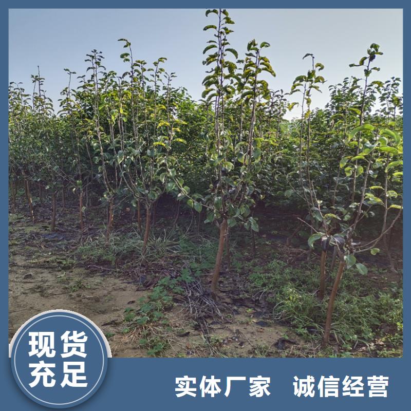 杏李李子苗批发价格