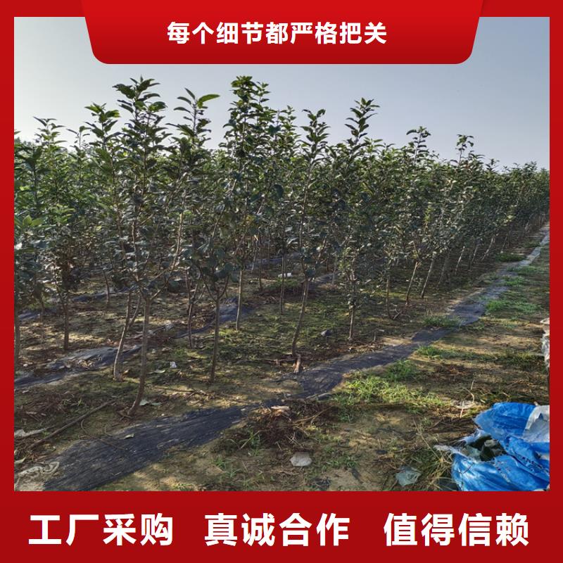 杏李李子苗批发价格