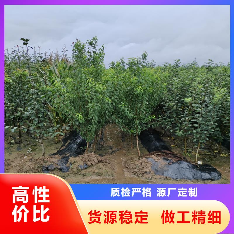 李子苹果苗库存量大