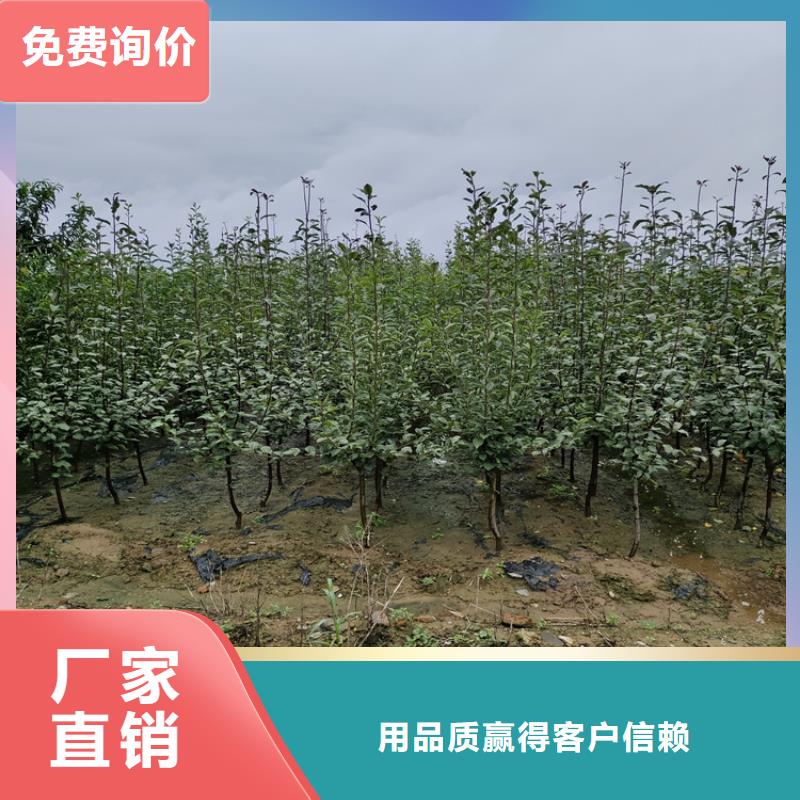李子【樱桃苗】质量为本