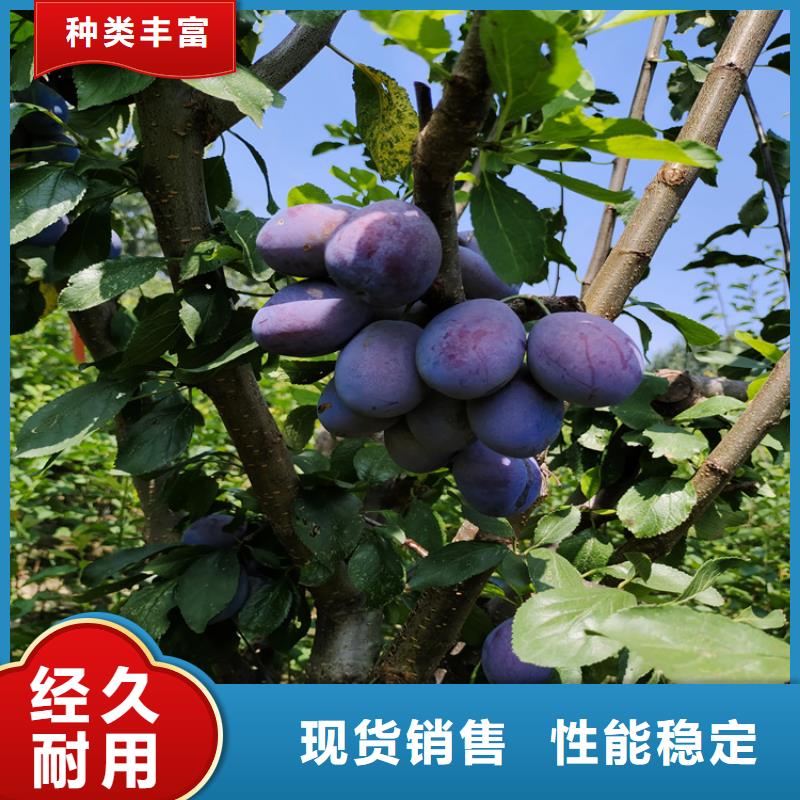 李子-樱桃苗放心购