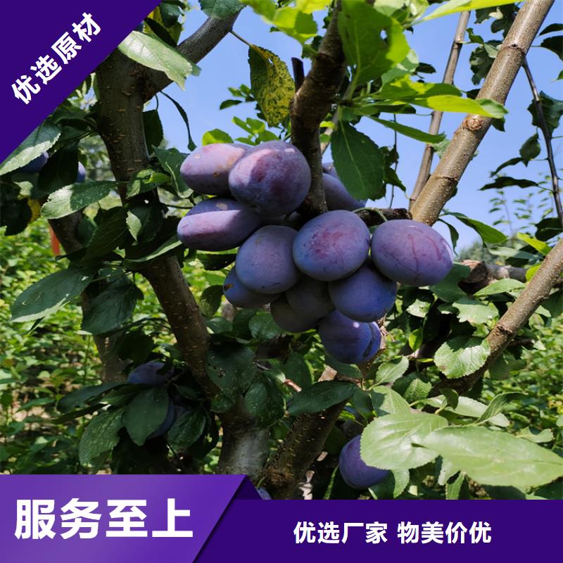 嫁接李子苗基地直销/轩园园艺场