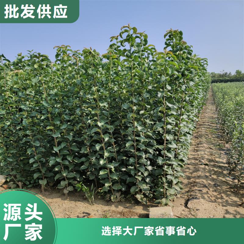 女神李子苗怎么卖批发零售