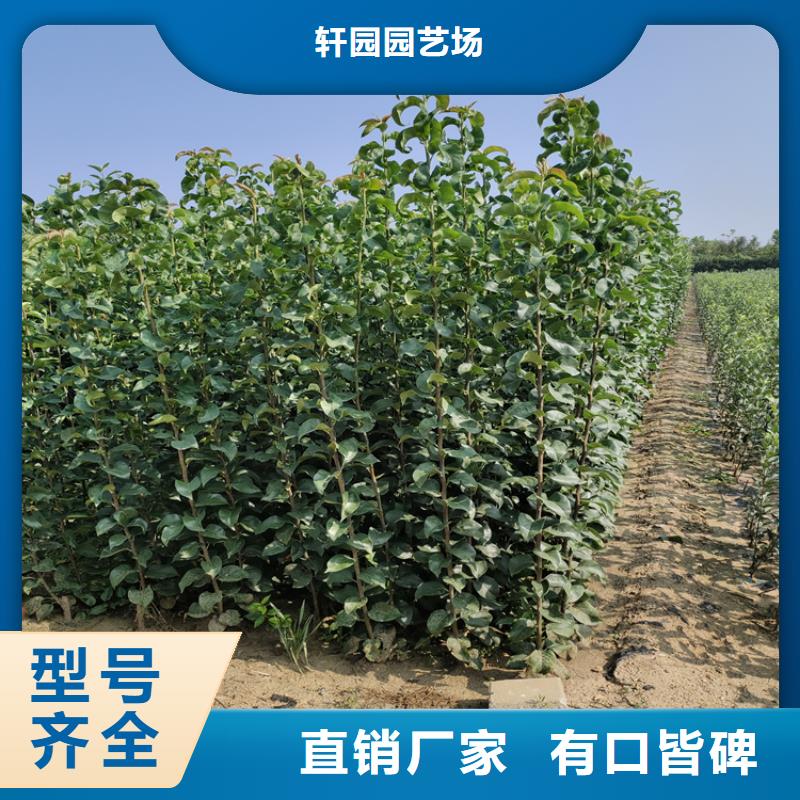 杏李李子苗批发价格