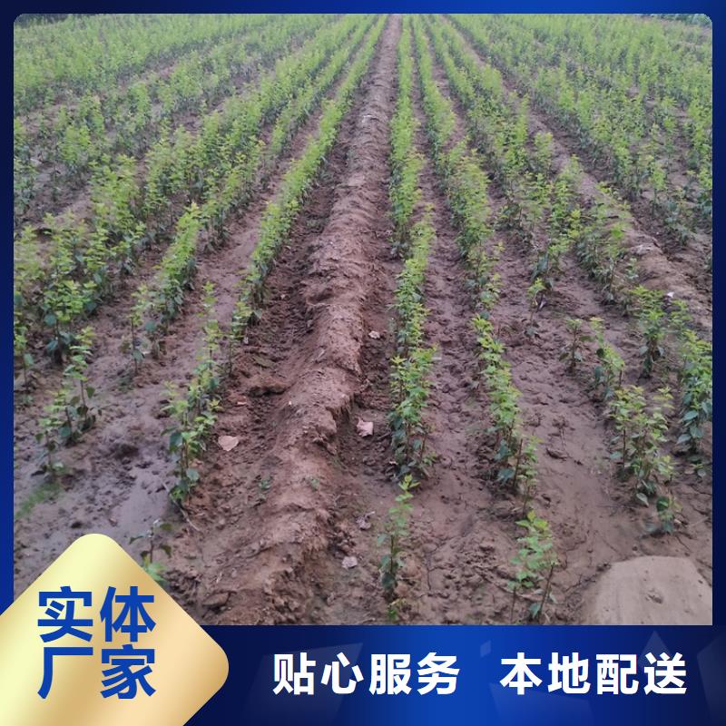 李子玛瑙红石榴苗免费获取报价
