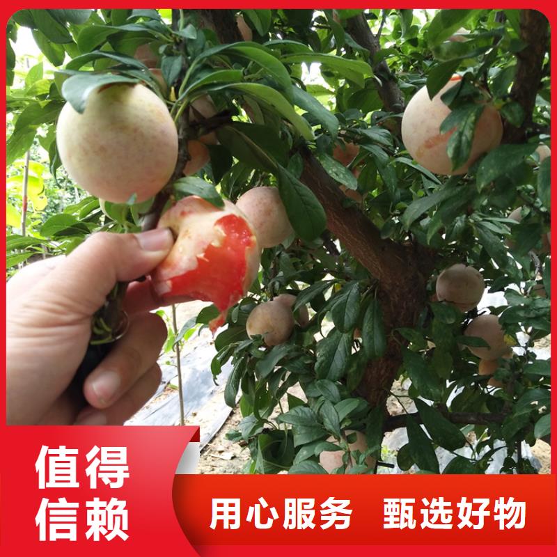 李子苹果苗库存量大