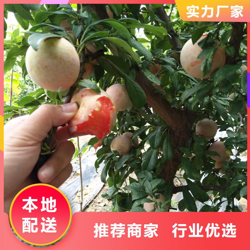 李子苹果苗库存量大