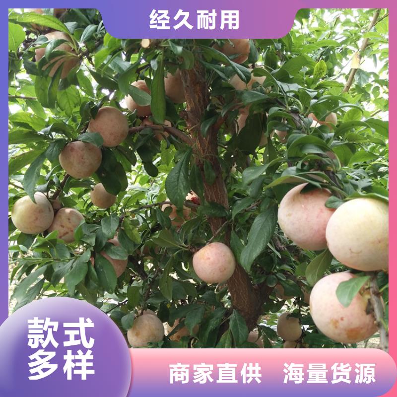 李子苹果苗库存量大