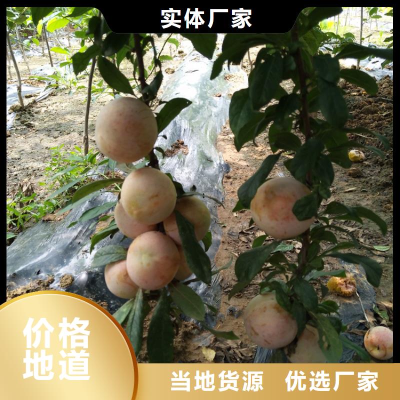 嫁接李子苗基地直销/轩园园艺场