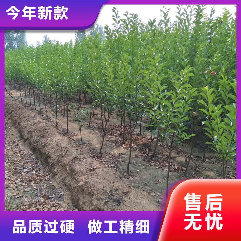 嫁接李子苗基地直销/轩园园艺场