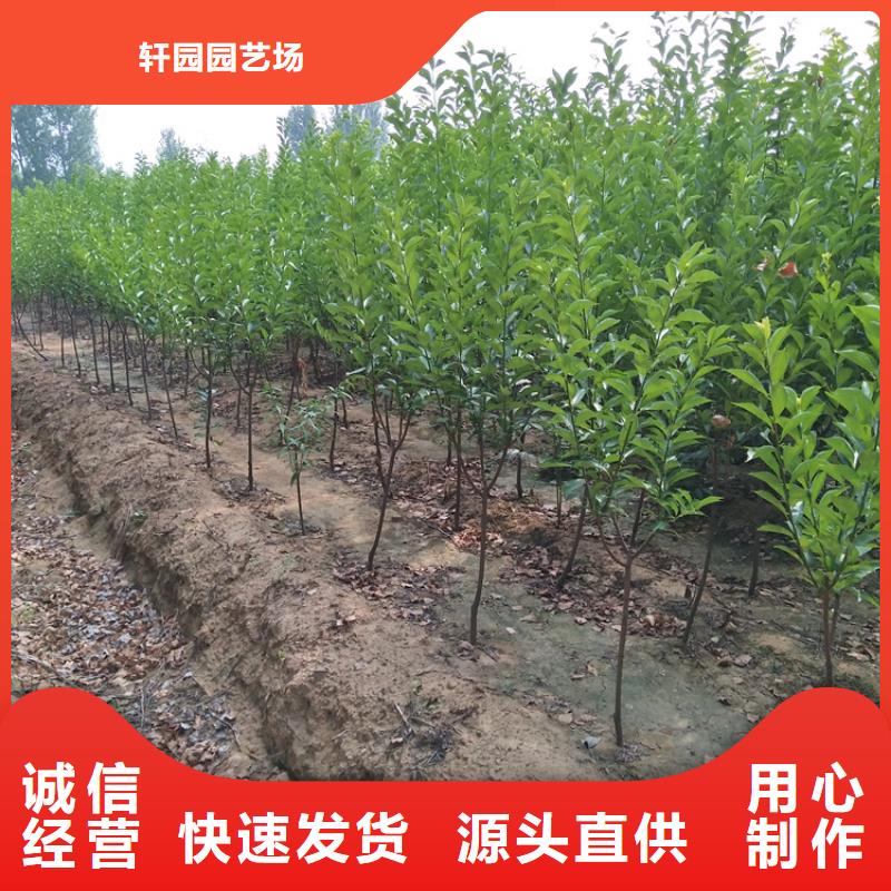 杏李李子苗基地