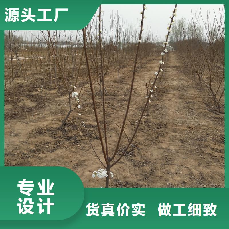 李子-樱桃苗放心购