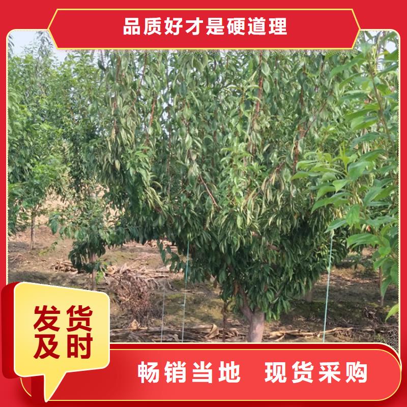 李子【樱桃苗】质量为本