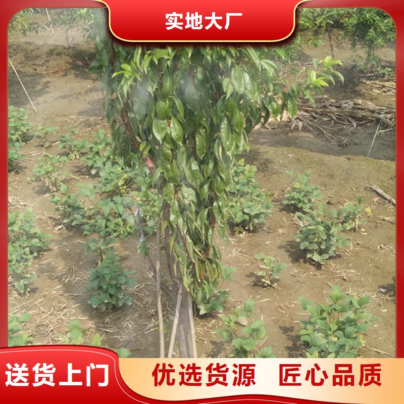 国丰李子苗规格