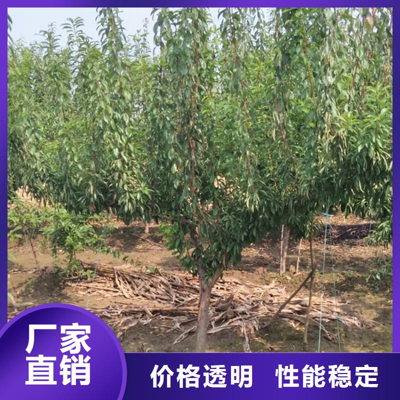 李子-樱桃苗放心购