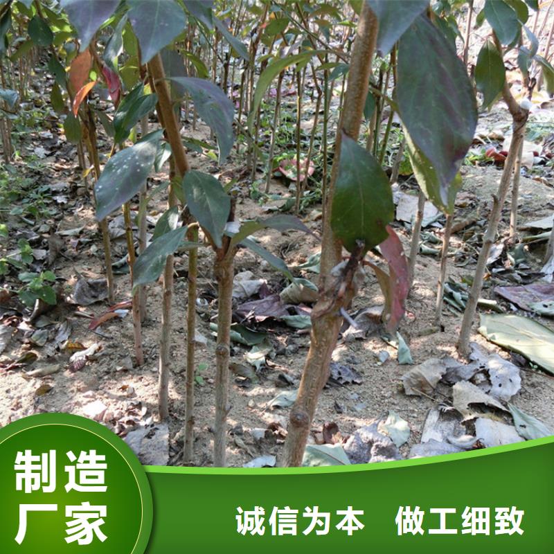 杏李李子苗批发价格