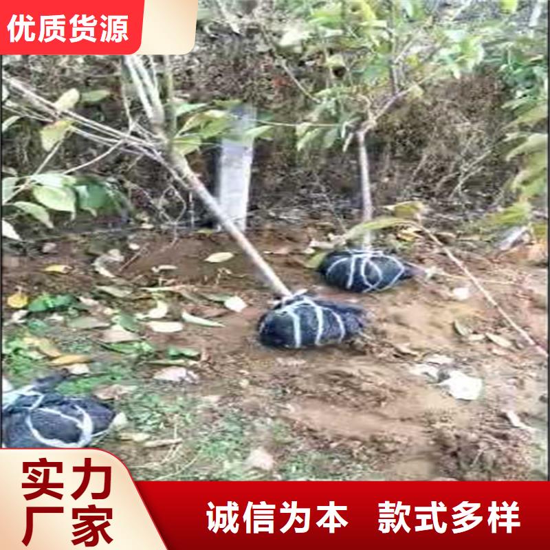 国丰李子苗根系发达