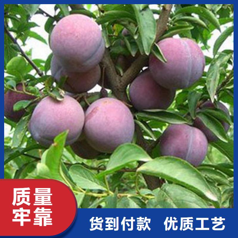 李子苹果苗库存量大