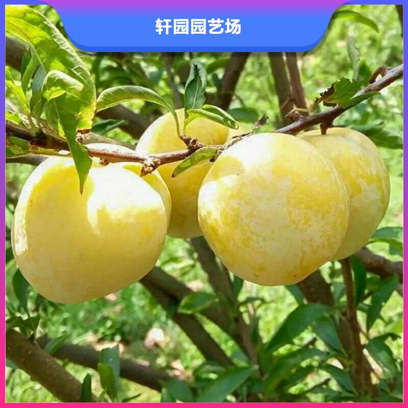 李子-樱桃苗放心购
