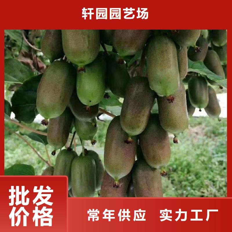 猕猴桃苹果苗用的放心