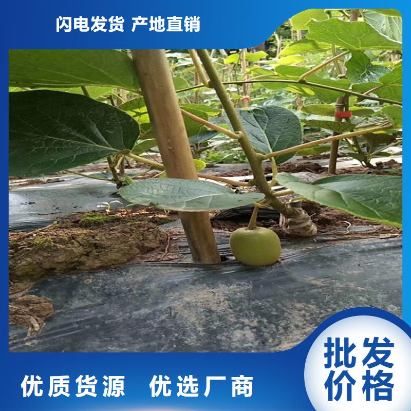 猕猴桃梨树苗拥有多家成功案例