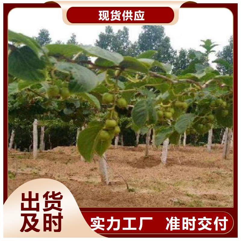 猕猴桃苹果苗高标准高品质