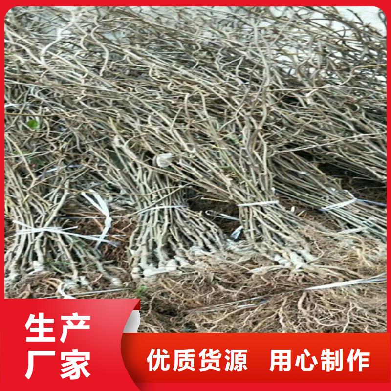 猕猴桃苹果苗用的放心