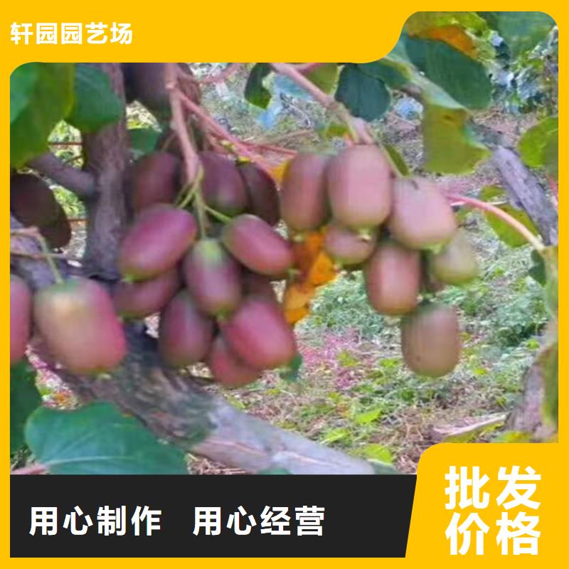 猕猴桃苹果苗用的放心