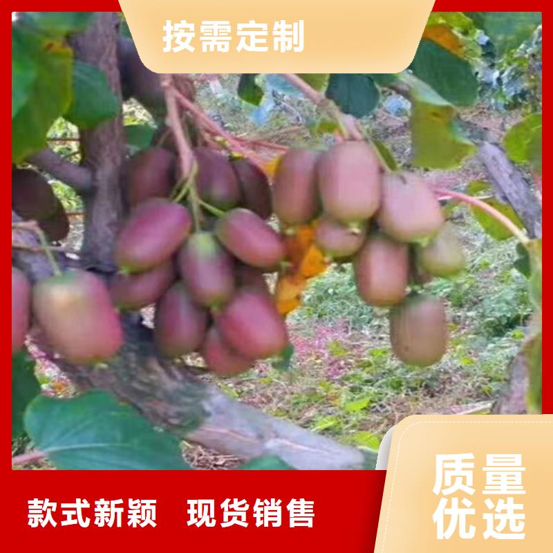 猕猴桃苹果苗用的放心