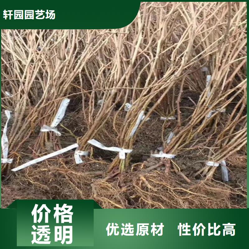 猕猴桃苹果苗多种规格供您选择