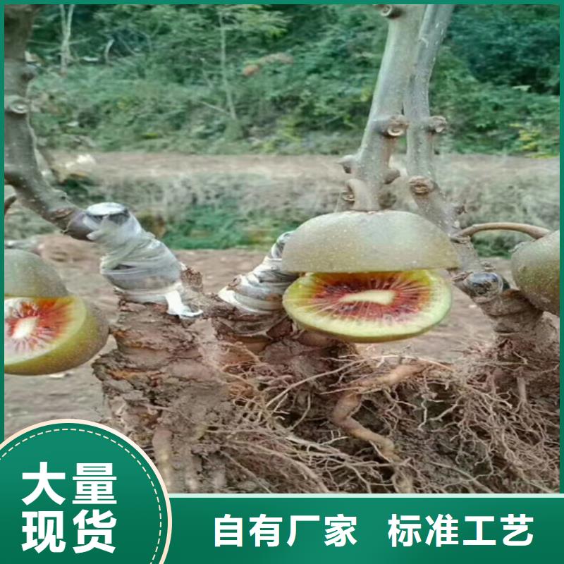 软枣猕猴桃苗适合种植地区/轩园园艺场