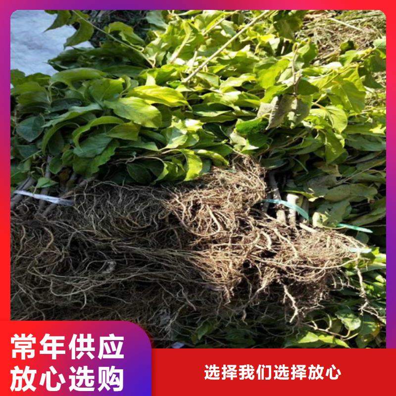 软枣猕猴桃苗适合种植地区/轩园园艺场