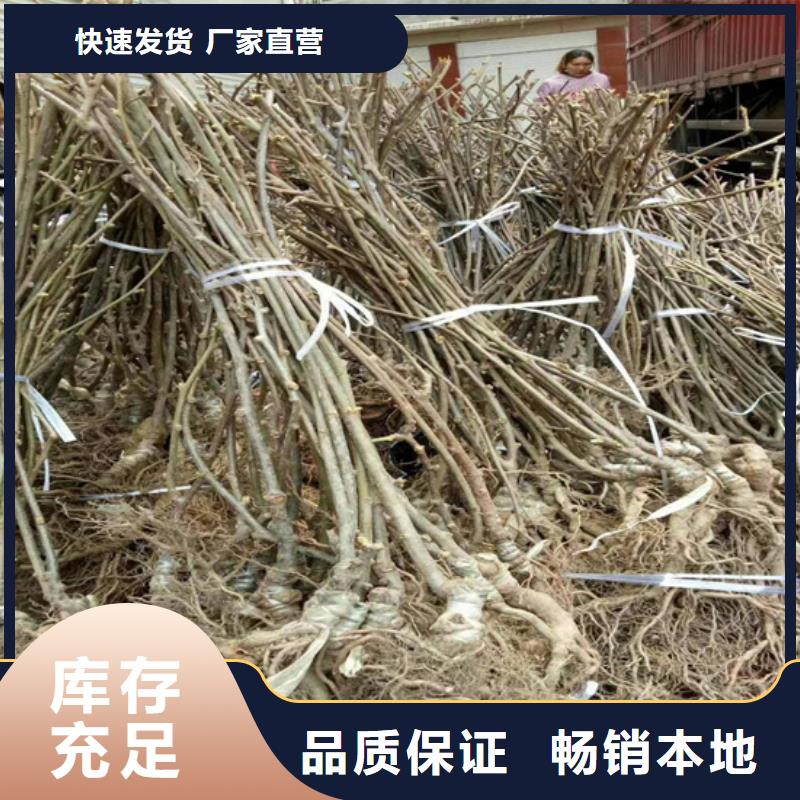 猕猴桃苹果苗多种规格供您选择
